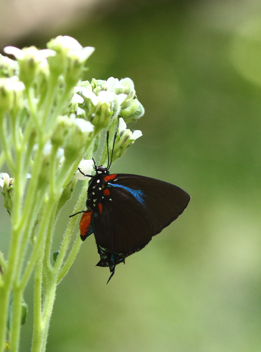 Great Purple Hairstreak